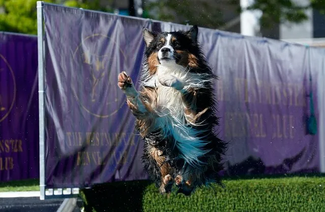 A dog participates in Dock Diving during the Annual Westminster Kennel Club Dog Show at USTA Billie Jean King National Tennis Center in New York City on May 6, 2023.  (Photo by Timothy A. Clary/AFP Phoot)