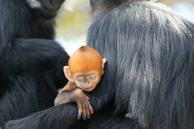 Taronga Zoo in Sydney, Australia, celebrates the birth of a François’ langur, one of the world’s rarest monkeys. The male infant has been named Nangua after the Mandarin word for pumpkin. François’ langurs are born with bright orange fur that gradually darkens as they age. The species is endangered, with about 800 thought to remain in the wild. (Photo by Taronga Zoo)