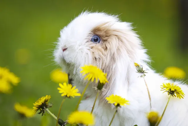 A pet rabbit “Mocca” is seen among flowers with the arrival of spring in Turkish capital Ankara on April 11, 2023. (Photo by Ismail Kaplan/Anadolu Agency via Getty Images)