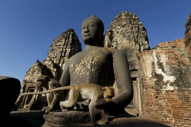 Long-tailed macaques are seen at the Pra Prang Sam Yot temple before the annual Monkey Buffet Festival in Lopburi, north of Bangkok November 29, 2015. (Photo by Jorge Silva/Reuters)