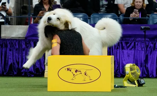 A Great Pyrenees iplays with his handler during the Annual Westminster Kennel Club Dog Show judging of Sporting at Arthur Ashe Stadium in Queens, New York on May 9, 2023. (Photo by Timothy A. Clary/AFP Photo)