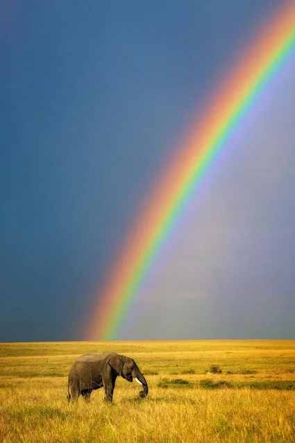 This mid-sized female African Elephant was found at the end of a rainbow hanging over the Masai Mara Reserve, Kenya in the second decade of January 2023. (Photo by David Swindler/Solent News & Photo Agency)