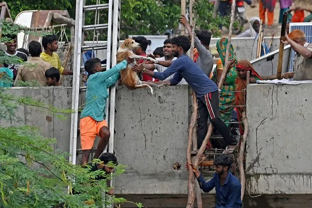 Volunteers carry a dog to safety at a bridge over the flooded Yamuna River after heavy monsoon rains in New Delhi on July 12, 2023. (Photo by Arun Sankar/AFP Photo)