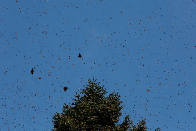 Monarch butterflies fly near a tree at the Sierra Chincua butterfly sanctuary on a mountain in Angangeo, Michoacan November 24, 2016. (Photo by Carlos Jasso/Reuters)