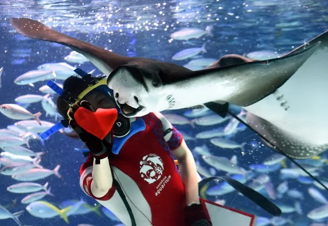 A diver feeds red heart-shaped squid meat (C) to a ray (R) at a feeding session ahead of Valentine's Day at the Sunshine Aquarium in Tokyo on February 10, 2015. (Photo by Yoshikazu Tsuno/AFP Photo)