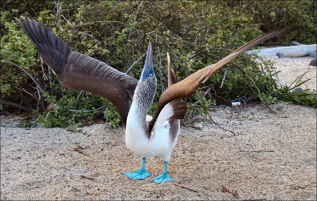“Blue-footed Booby”. (Photo by Debbie Hall)