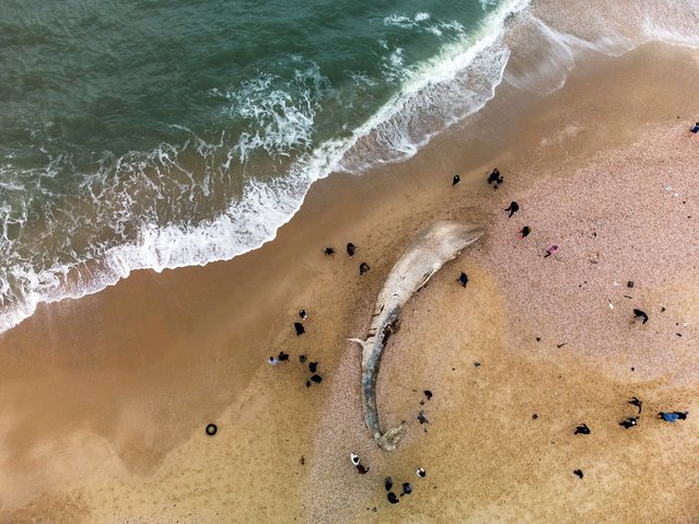 People stand near the body of a dead whale after it washed ashore from the Mediterranean near Nitzanim, Israel February 19, 2021. Picture taken with a drone. (Photo by Amir Cohen/Reuters)