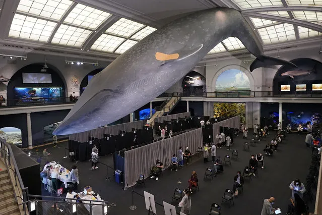 People rest in the observation area, at right, after receiving COVID-19 vaccinations under the 94-foot-long, 21,000-pound model of a blue whale, in the Milstein Family Hall of Ocean Life, at the American Museum of Natural History, in New York, Friday, April 23, 2021. Appointments are no longer necessary at any of the coronavirus vaccination sites run by New York City. New York City Mayor Bill de Blasio announced Friday that anyone eligible for the vaccine could walk up to any of the city's mass vaccination sites and get a shot. The change comes as supplies of the vaccine have increased. (Photo by Richard Drew/AP Photo)