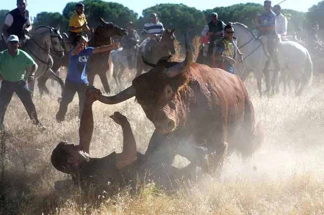 A bull charges over a photographer during the “Toro de la Vega” bull of the plain festival in Tordesillas, Spain, on September 19, 2013. (Photo by Pablo Blazquez Dominguez/Getty Images)