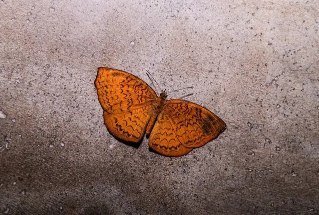 A common castor butterfly is injured and lying on the ground after being hit by a ceiling fan, and efforts are being made to rescue it and release it into nature at Tehatta, West Bengal, India on August 9, 2023. The common castor (Ariadne merione) is an orange butterfly is found in South and Southeast Asia. Their wingspan ranges between 30-35 mm. Like others in the family Nymphalidae, their front two legs are small and unused, effectively making them four-legged. These smaller appendages are covered with long hairs, giving them the characteristic brush look. Rarely, this species of butterfly is full-bodied. Sometimes they can be seen sipping plant sap. Their main food is the extract from the fruits that have fallen and rotted on the ground. (Photo by Soumyabrata Roy/NurPhoto/Rex Features/Shutterstock)