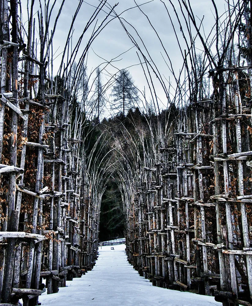 Cathedral Made from Trees by Giuliano Mauri 