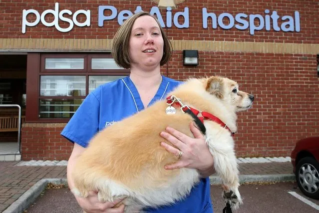 13-year-old overweight dog Scooby, from Gillingham. The dog weighs 16.3kg. (Photo by PDSA)