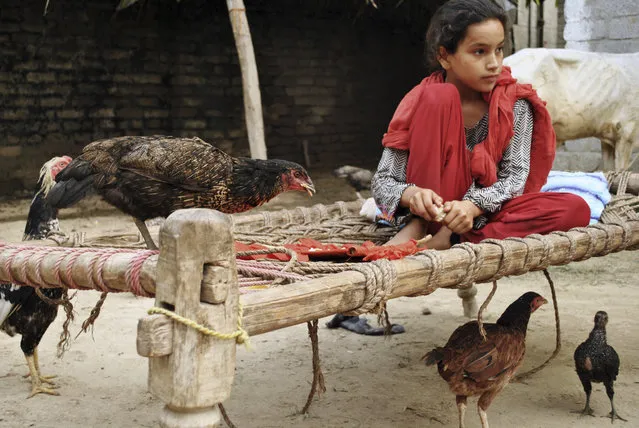 In this Monday, July 9, 2018, photo, Ansa Khan feeds her small chicks and hens at her home in Mardan, Pakistan. (Photo by Saba Rehman/AP Photo)