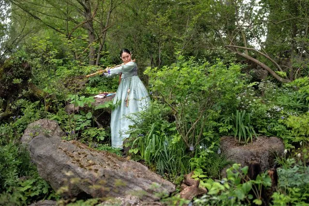 A Korean flautist performs in the “A Letter from a Million Years Past” Korean garden at the Chelsea Flower Show on May 22, 2023 in London, England. The Chelsea Flower Show, also known as the Great Spring Show, is held for five days in May by the Royal Horticultural Society on the grounds of the Royal Hospital Chelsea. (Photo by Carl Court/Getty Images)