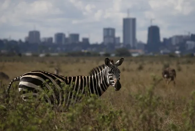 A zebra grazes at Nairobi National Park outside the Kenyan capital Nairobi April 6, 2015. Hoteliers from Kenya's Indian Ocean coast region and sprawling game park reserves said tourists have started cancelling trips to the east African nation after Islamist gunmen last week killed 148 people at a university campus. (Photo by Goran Tomasevic/Reuters)