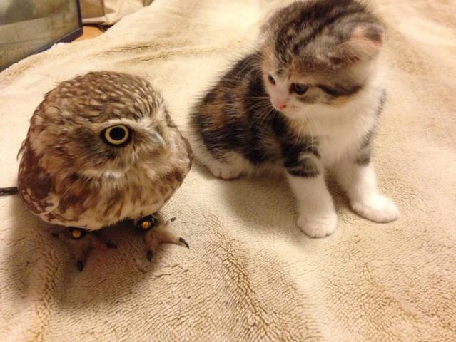 Kitten And Owl Are Best Friends