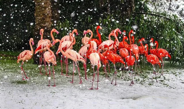 Flamingos stand in their enclosure as its snows in the Jerusalem Biblical Zoo, on December 12, 2013. (Photo by Baz Ratner/Reuters)