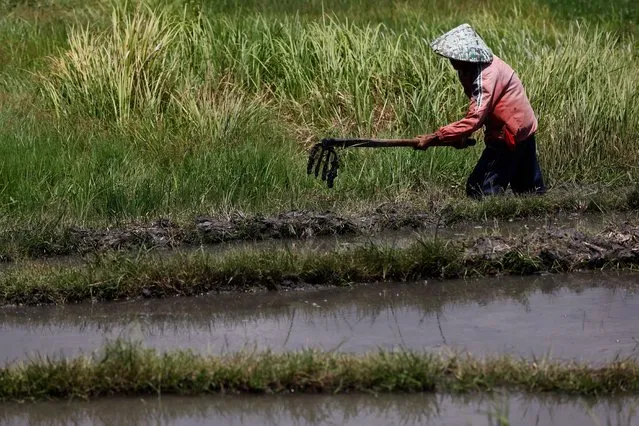 A rice farmer works in the paddy fields at the Kerobokan district on Indonesia's resort island of Bali on December 30, 2023. (Photo by David Gannon/AFP Photo)