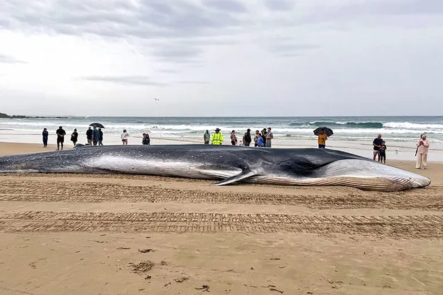 People stand next to a dead fin whale which had beached itself at Minnie Water Beach, located 600 kilometres north of Sydney, on December 22, 2023. (Photo by Palani Mohan/AFP Photo)