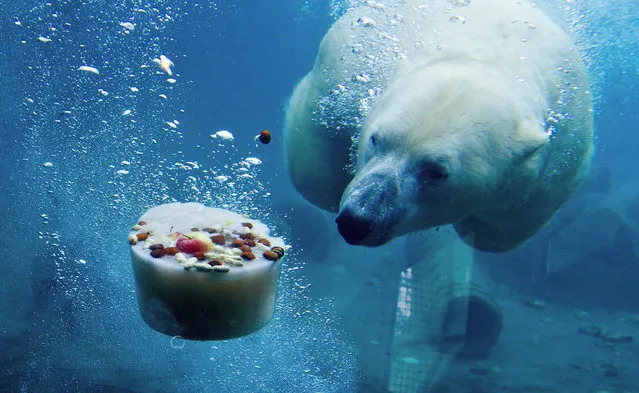 A photo made available 08 January 2014 shows polar bear “Nanuq” through the glass wall of the basin of his enclosure diving for an ice cake made of frozen fish, meat and fruit in the zoo in Hanover, Germany, 07 January 2014. (Photo by Christophe Schmidt/EPA)