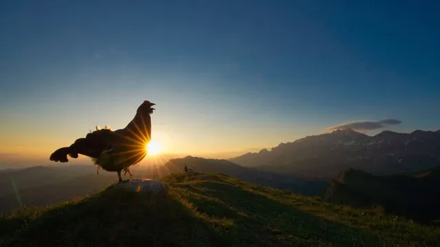 14–17 years, gold winner and young bird photographer of the year: Black Grouse Lekking at Sunrise, Levi Fitze, Switzerland. (Photo by Levi Fitze/2021 Bird Photographer of the Year)