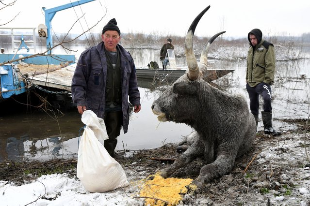 A farmer feeds a cow after its evacuation from a flooded Danube river island, Krcedinska Ada, north-west of Belgrade on January 9, 2024. After being trapped for days by high waters on the river island people evacuating cows and wild horses, in Krcedinska Ada, north-west of Belgrade, on January 9, 2024. (Photo by Nenad Mihajlovic/AFP Photo)
