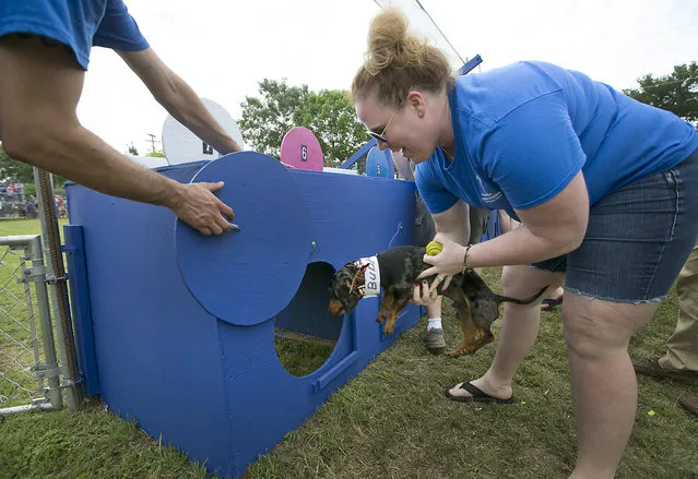 Ashley Nolan loads her dog Hank Williams into the shoot before his race. The 18th Annual Buda County Fair and Weiner Dog Races was held at city park in Buda Sunday April 26, 2015 sponsored by the Lions Club. (Photo by Ralph Barrera/Austin American-Statesman)