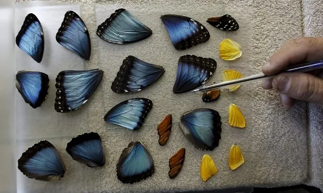 Frander Arroyo, select wings of butterflies at Blue Morpho Butterfly House in Alajuela, Costa Rica, March 10, 2016. According to Arroyo, owner of Blue Morpho Butterfly House, he collects dead butterflies from his garden to mount as handicraft like earrings, necklaces, paintings and rings for export with prices ranging from $12 to $16 a piece. (Photo by Juan Carlos Ulate/Reuters)