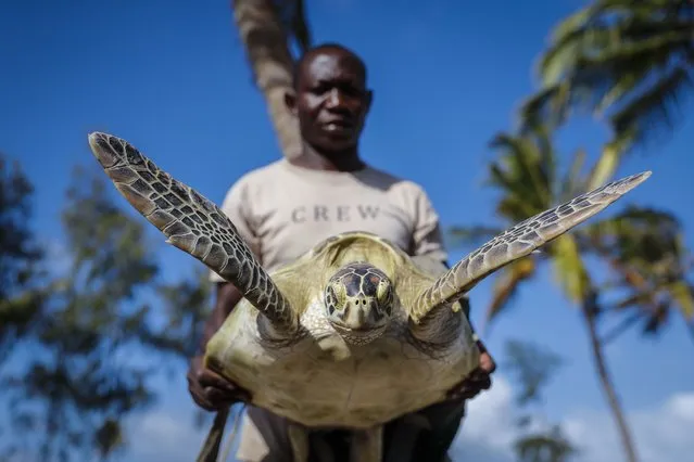 Wilson Saro carries a green turtle that was unintentionally caught in a fisherman's net, before releasing it back into the Watamu National Marine Park on the Indian Ocean coast of Kenya Wednesday, September 22, 2021. Saro and the Local Ocean Conservation group rescue sea turtles that have been caught in fishermen's nets, and then release them back into the marine park or treat injured ones at a rescue center until they are fit. (Photo by Brian Inganga/AP Photo)