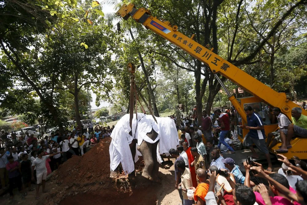 Funeral of an Elephant