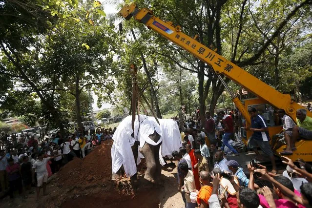 Local villagers prepare to bury the body of elephant Hemantha during a religious ceremony at a Buddhist temple in Colombo March 15, 2016. (Photo by Dinuka Liyanawatte/Reuters)