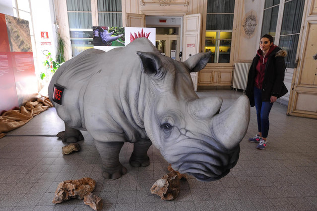 A woman attends the press preview of the exhibition “Il corno violato. Il rinoceronte fra estinzione e superstizione” (The horn hacked. The rhino between extinction and superstition) at the Museum of Natural History in Florence, Italy, 15 March 2016. The exhibition runs from 16 March to 16 June. (Photo by Maurizio Degl' Innocenti/EPA)