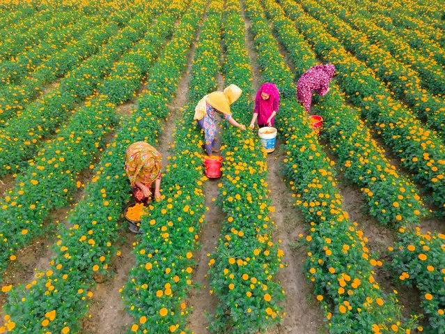 Farmers are collecting marigold flowers from a flower garden in Jhikargacha upazila of Godkhali Union, in Jessore, Bangladesh, on January 21, 2024. In this district, flowers are being cultivated on 630 hectares of the total 650 hectares of land. The cultivation is taking place in about 50-55 villages, including Gadkhali, Panisara, Haria, and others. (Photo by Muhammad Amdad Hossain/NurPhoto/Rex Features/Shutterstock)