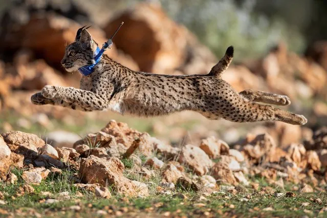 An Iberian lynx takes its first steps after being released in the Sierra de Arana mountain range, 40 km from Granada, in Iznalloz on February 20, 2024. Five Iberian lynxes, one female, named Unica and four males named Urki, Uivo, Ursin and Ukendo, were released today in a mountainous area of the Andalusian province of Granada, as part of the “LIFE Lynx Connect” project to repopulate this native species from the Iberian Peninsula in the ecosystems most adapted to its characteristics. (Photo by Jorge Guerrero/AFP Photo)