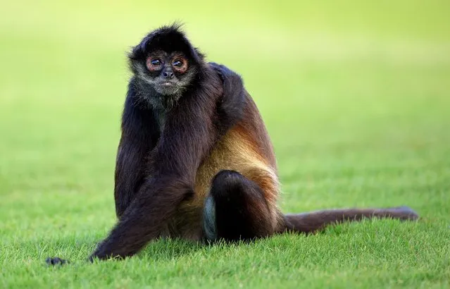 A monkey looks on during the final round of the World Wide Technology Championship at Mayakoba on El Camaleon golf course on November 07, 2021 in Playa del Carmen, Mexico. (Photo by Mike Ehrmann/Getty Images)