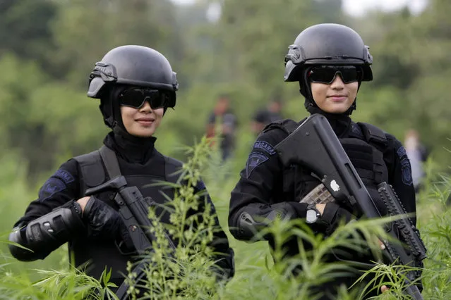 Aceh police and anti-drug police taking part in an operation during the destruction of cannabis plants discovered in a 189 hectare illegal marijuana plantation at the foot of Seulawah Mountan, Aceh Besar, Sumatera Indonesia, 01 April 2016. Aceh anti-drug police in Aceh have destroyed thousands of hectares of marijuana fields that thrive in Aceh region of Indonesia during an anti-drug campaign. Aceh is the most prolific illegal marijuana producing province in Indonesia, which distributes marijuana to the Southeast Asian region. (Photo by Hotli Simanjuntak/EPA)
