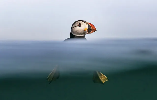 A puffin arrives in the Farne Islands to look for its partner after a winter at sea in March 2024. Pairs mate for life and reunite in spring to breed. (Photo by Brian Matthews/Solent News)