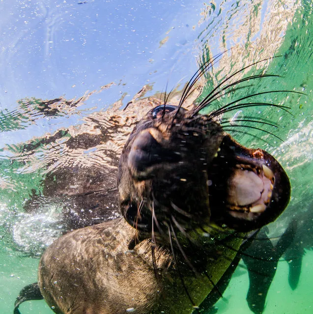 The seals use their whiskers and teeth to feel the divers, taken on February 2016 in Plettenberg Bay, South Africa. (Photo by Rainer Schimpf/Barcroft Media)