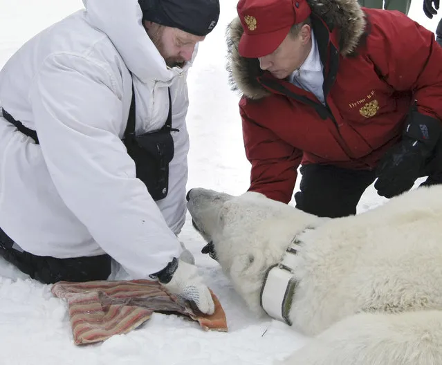 In this Thursday, April 29, 2010 file photo then Russian Prime Minister Vladimir Putin, right, fixes a radio beacon on a neck of a polar bear, which was anaesthetized, during a visit to a research institute at the Franz Josef Land archipelago in the Arctic Ocean. (Photo by Alexei Nikolsky/AP Photo/RIA Novosti/Government Press Service)