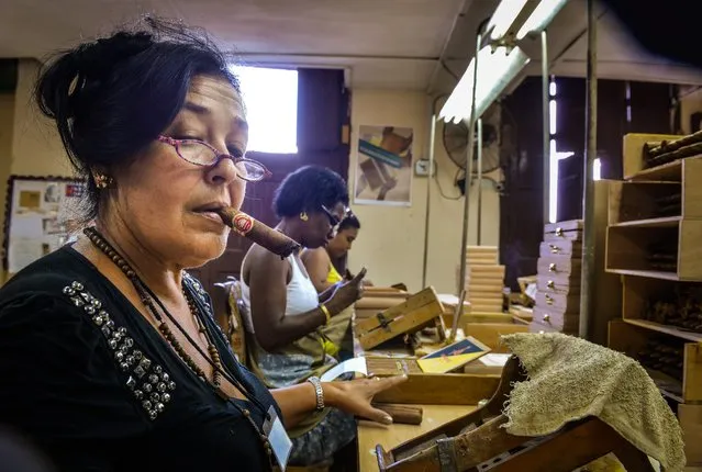 Cuban rollers make cigars, on February 27, 2014 at the H. Upmann cigar factory in Havana. The production of Cuban cigars experienced an 8% growth in 2013 adding 447 million dollars to the Cuban economy. The XVI Havana Cigar Festival is running in Cuba with the presentation of the best Cuban cigars. (Photo by Adalberto Roque/AFP Photo)