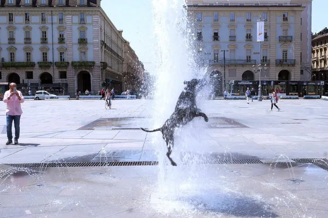 A dog cools off at a fountain in downtown Turin, Italy, 27 June 2019. Temperatures registered 34 degrees Celsius with hot winds and high humidity gripping most of the country. (Photo by Alessandro Di Marco/EPA/EFE)