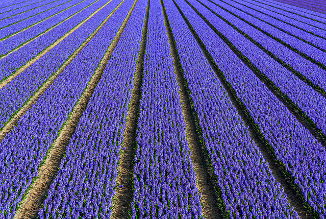 Hyacinth fields near the famous tourist attraction the Keukenhof, 2013. (Photo by Frans Sellies/Flickr Vision)