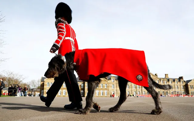Irish wolfhound Domhnall and a member of the Irish Guards prepare for a St Patrick’s Day parade and visit from the royal family on March 17, 2017 in London, England. (Photo by Peter Nicholls/Reuters)