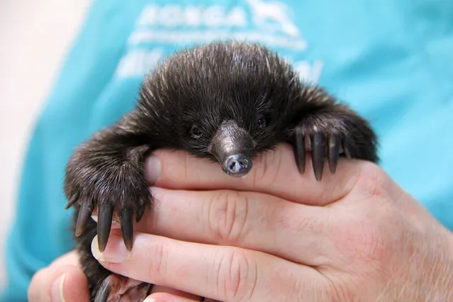 An undated handout picture made available on 29 April 2016 by the Toronga Zoo shows a baby echidna making a remarkable recovery after being attacked by chickens in a family's backyard at the Taronga Zoo in Sydney, Australia. (Photo by EPA/Taronga Zoo)