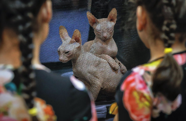 In this Sunday, March 12, 2017, picture children watch Don Sphinx cats, in Bucharest, Romania. (Photo by Vadim Ghirda/AP Photo)