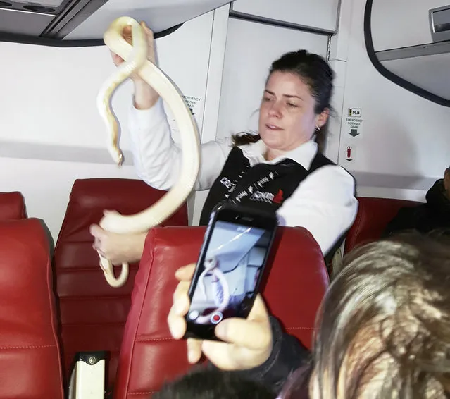 A flight attendant holds a snake found on a Ravn Alaska passenger jet between Aniak and Anchorage, Alaska on March 21, 2017. The snake had escaped from its owner on a previous flight. After being recaptured, it was stowed in an overhead luggage compartment for the rest of the flight. (Photo by Anna McConnaughy/AP Photo)