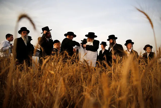 Ultra-Orthodox Jewish men harvest wheat in the Ultra-orthodox moshav of Komemiyut May 3, 2016. The harvested wheat will later be used to make the traditional unleavened bread eaten during the Jewish holiday of Passover. (Photo by Amir Cohen/Reuters)