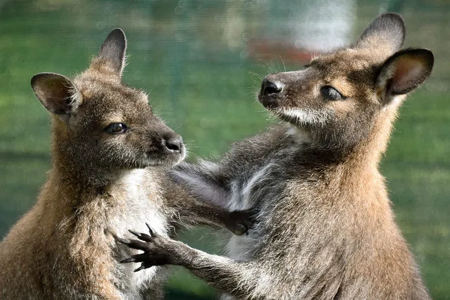 A photograph made availalble on 30 April 2016 showing two young Bennett Kangaroos together in Sababurg zoo, near Hofgeismar, Germany, 29 April 2016. (Photo by Uwe Zucchi/EPA)