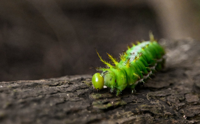 A caterpillar walks on a tree in the protected Amazon rainforest of Cuyabeno, Ecuador, on March 28, 2024. The smell of rotting fish fills part of the trail where a team of biologists and park rangers has hung 32 green traps that blend into the thick of the forest in the Cuyabeno Wildlife Production Reserve. Since August, they have been developing a butterfly monitoring project to measure the effects of climate change with the support of the American NGO Rainforest Partnership. (Photo by Daniel Munoz/AFP Photo)