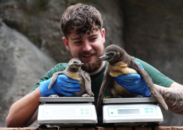 Craig Palmer, Penguin keeper weighs Humboldt penguin chicks Rossco (L) and Bubba at Blair Drummond Safari and Adventure Park, near Stirling, UK on Friday, July 19, 2024. (Photo by Andrew Milligan/PA Images via Getty Images)